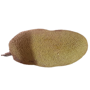Jackfruit/ Phanas
